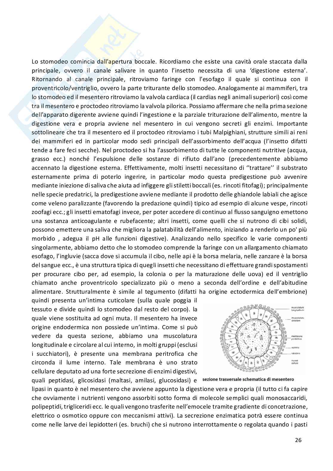 Entomologia completa Pag. 26