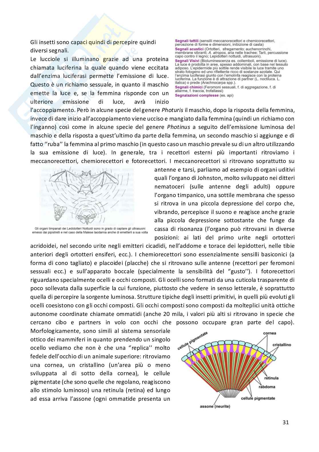 Entomologia completa Pag. 31