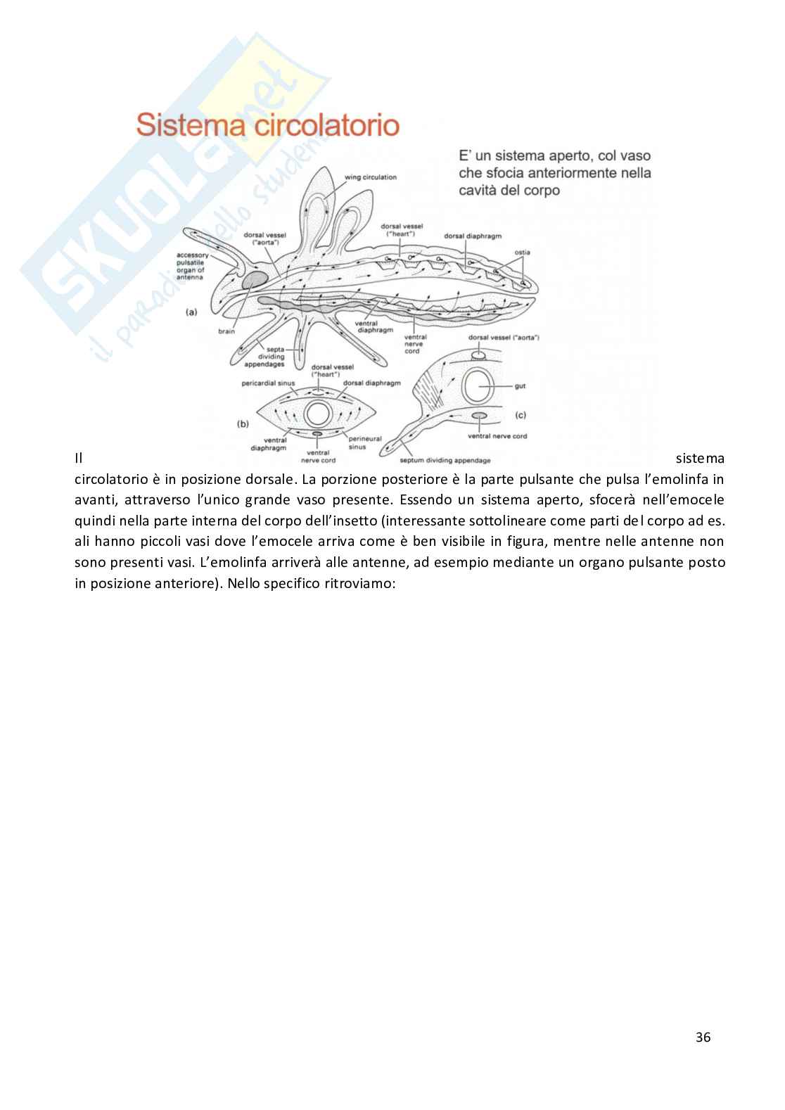 Entomologia completa Pag. 36
