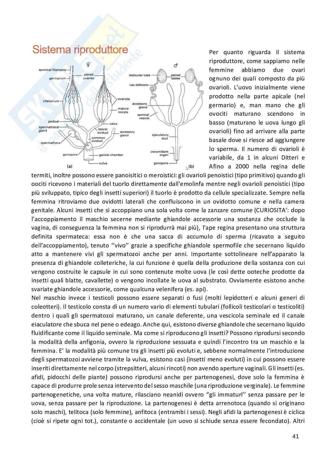 Entomologia completa Pag. 41