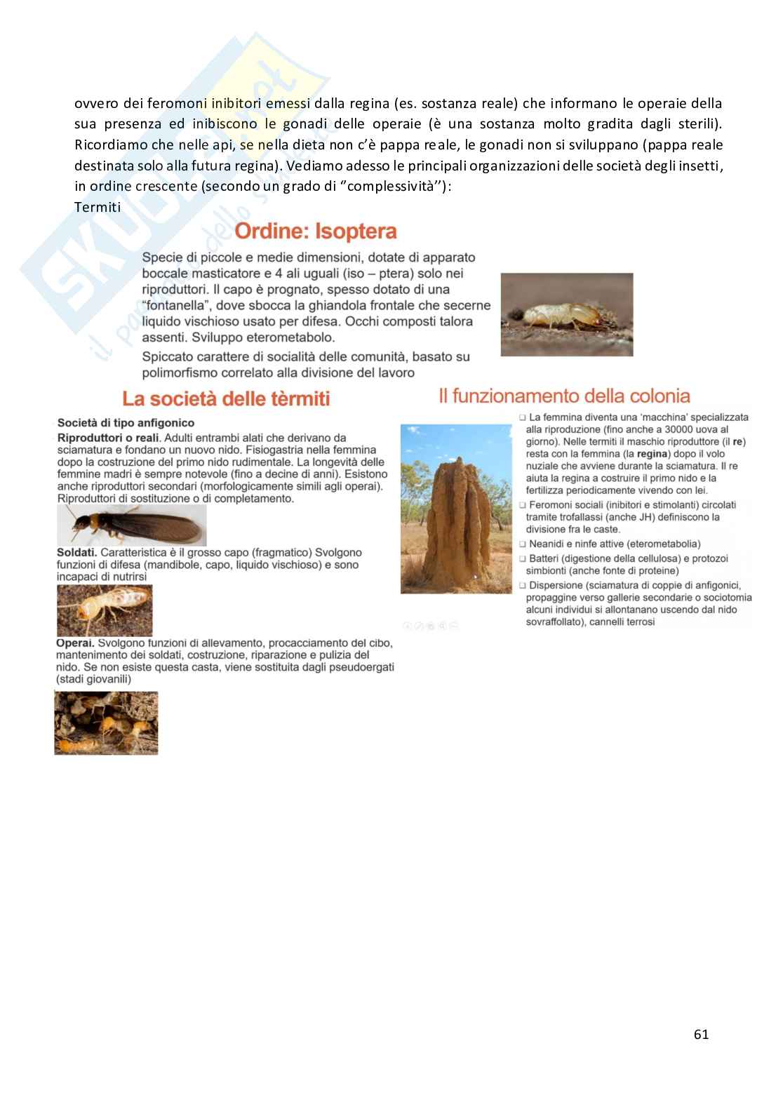 Entomologia completa Pag. 61