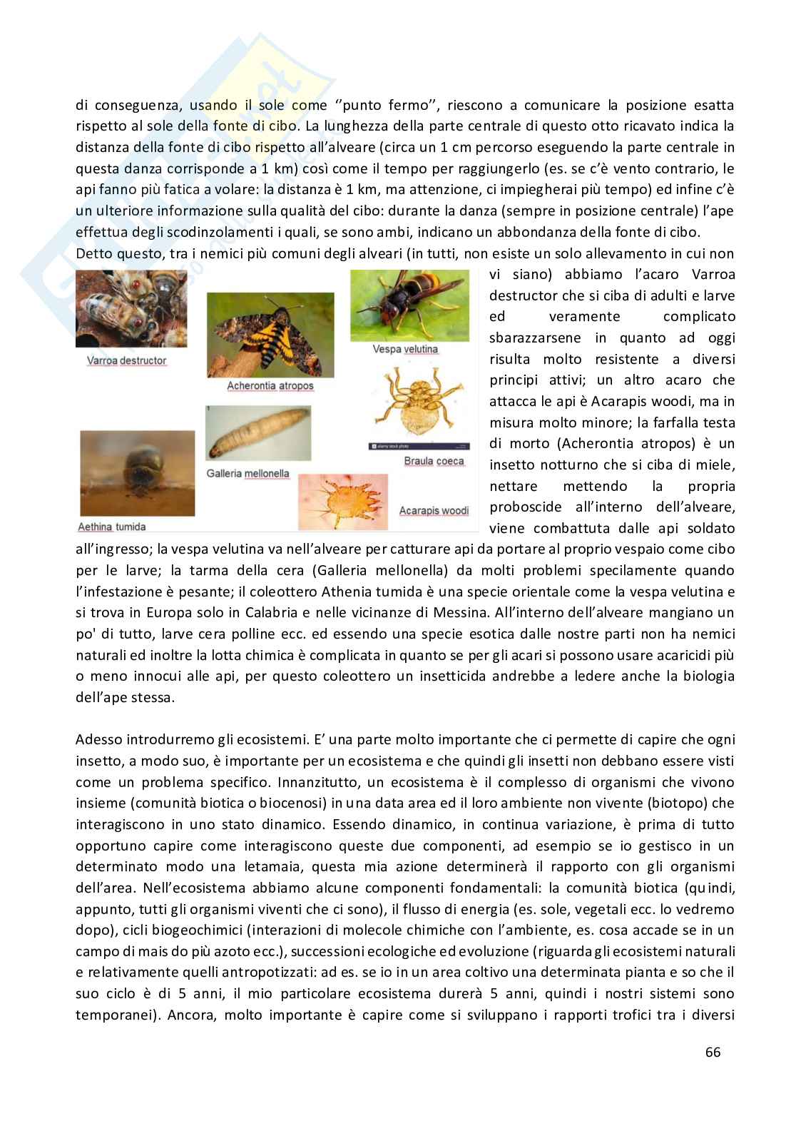 Entomologia completa Pag. 66