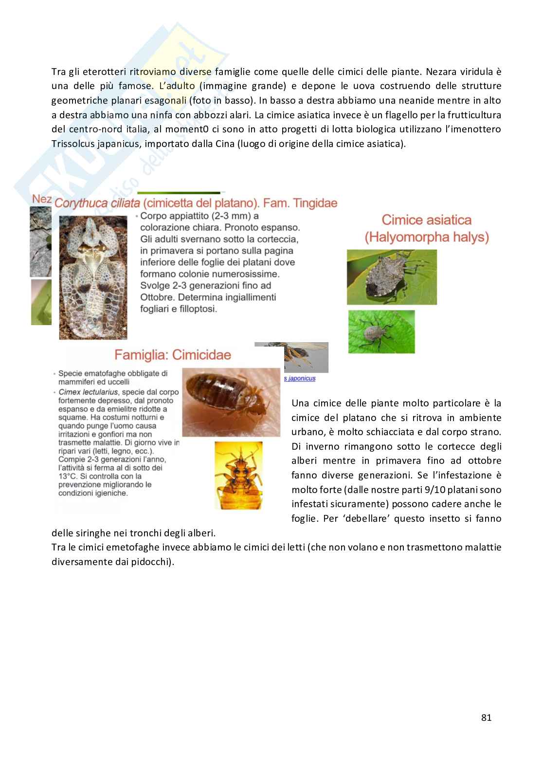 Entomologia completa Pag. 81