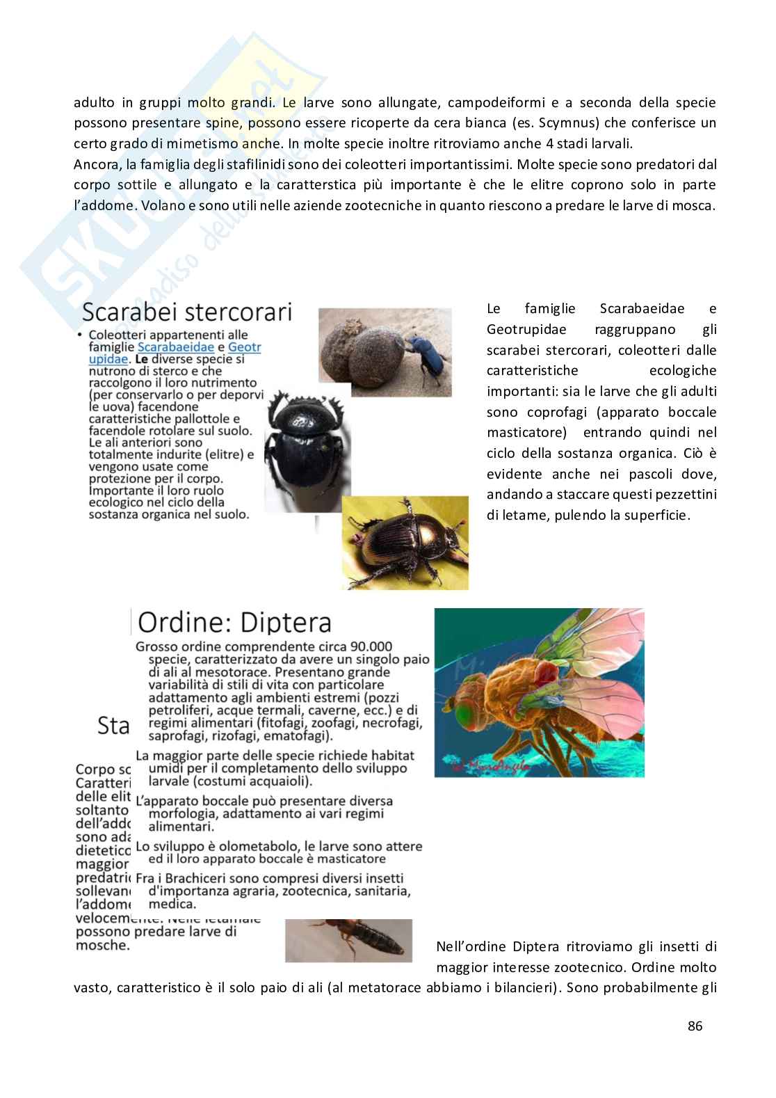 Entomologia completa Pag. 86