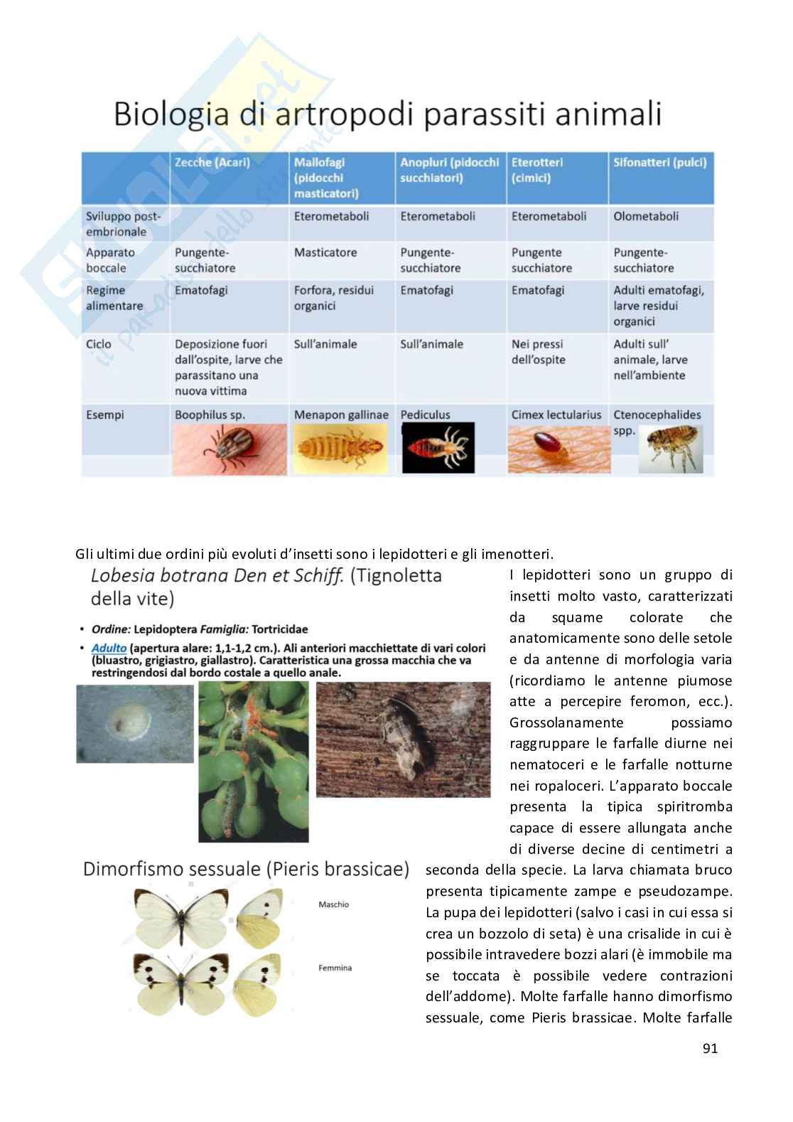 Entomologia completa Pag. 91