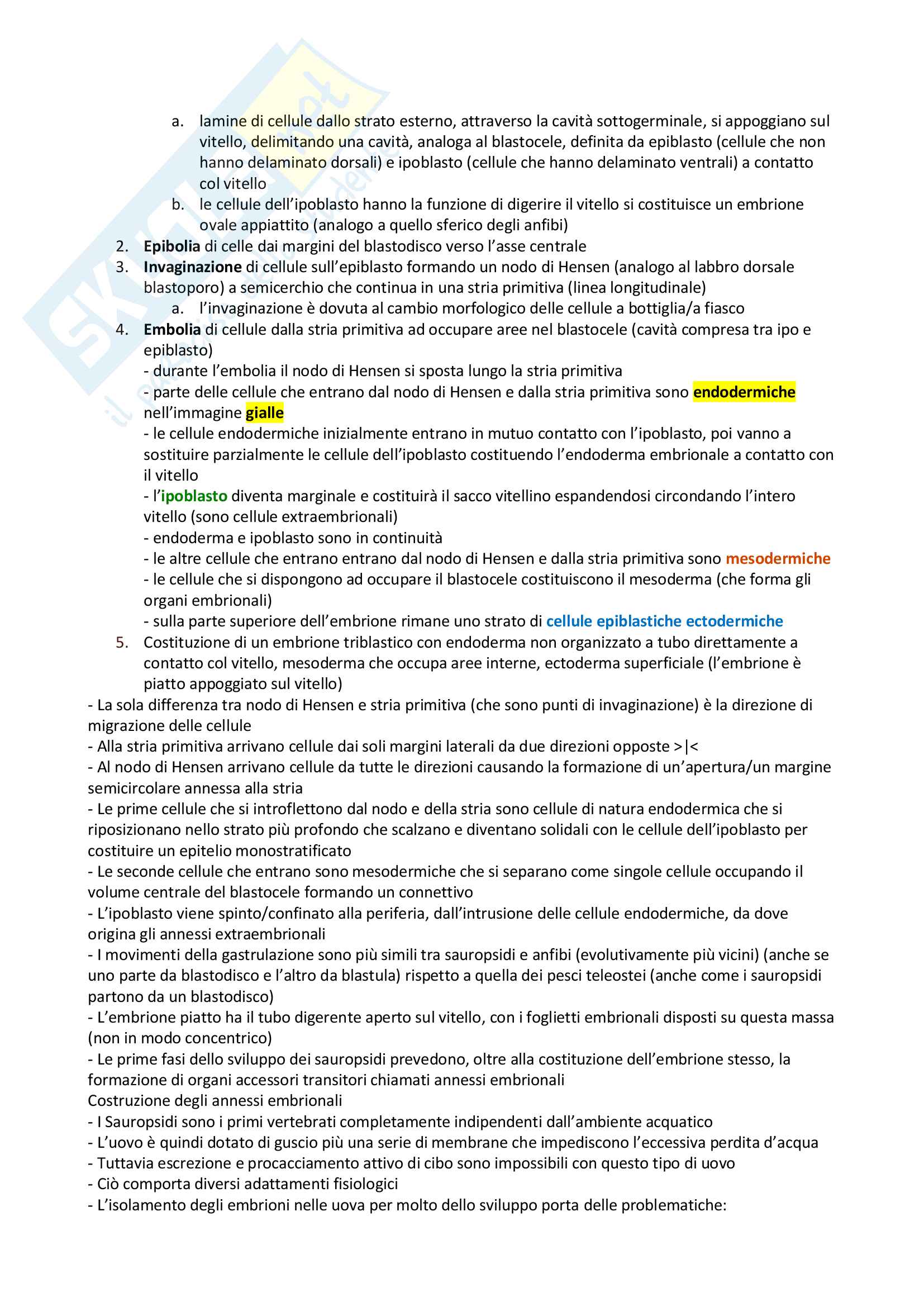 Riassunto esame di Biologia dello Sviluppo Animale Pag. 21