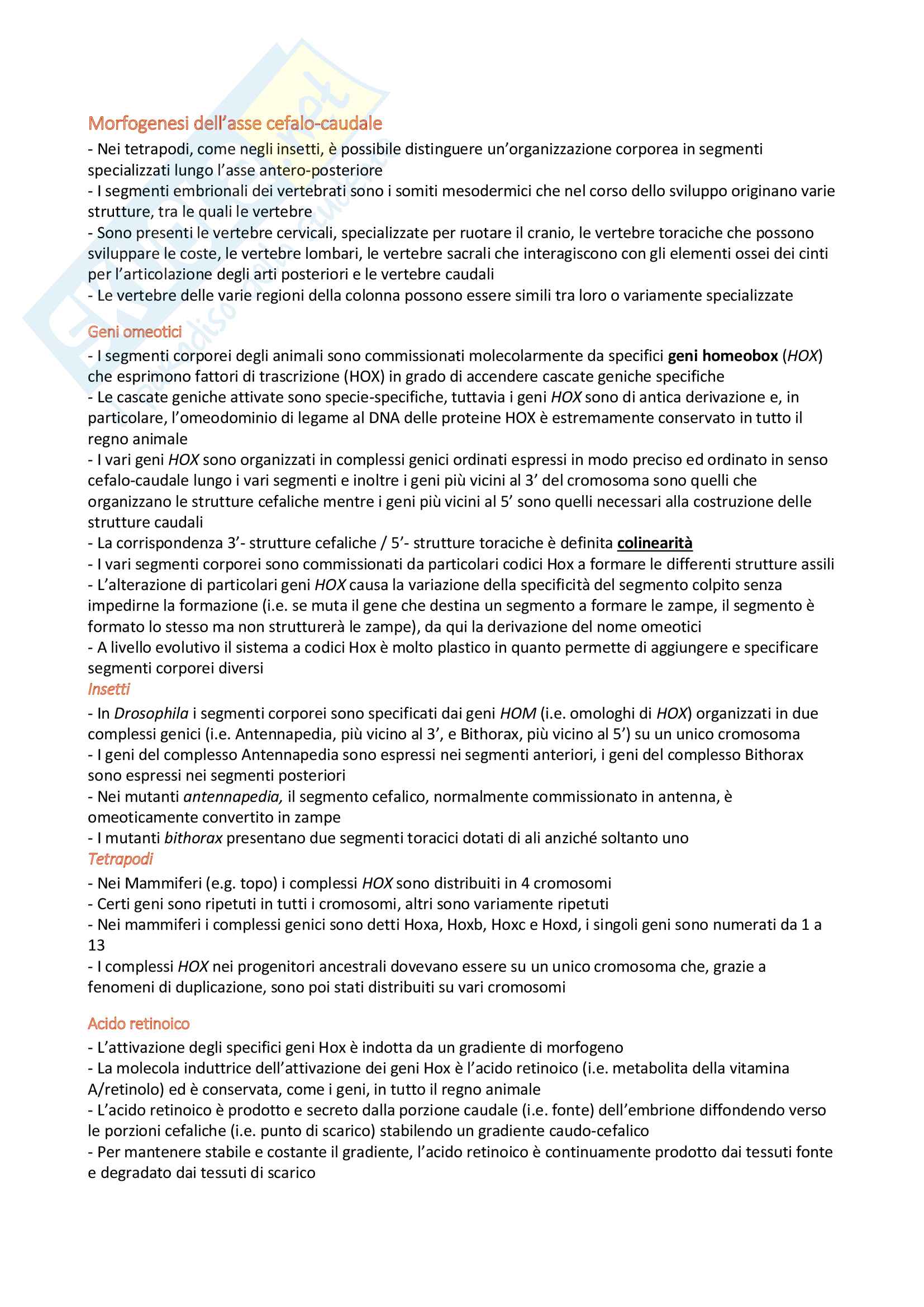 Riassunto esame di Biologia dello Sviluppo Animale Pag. 36
