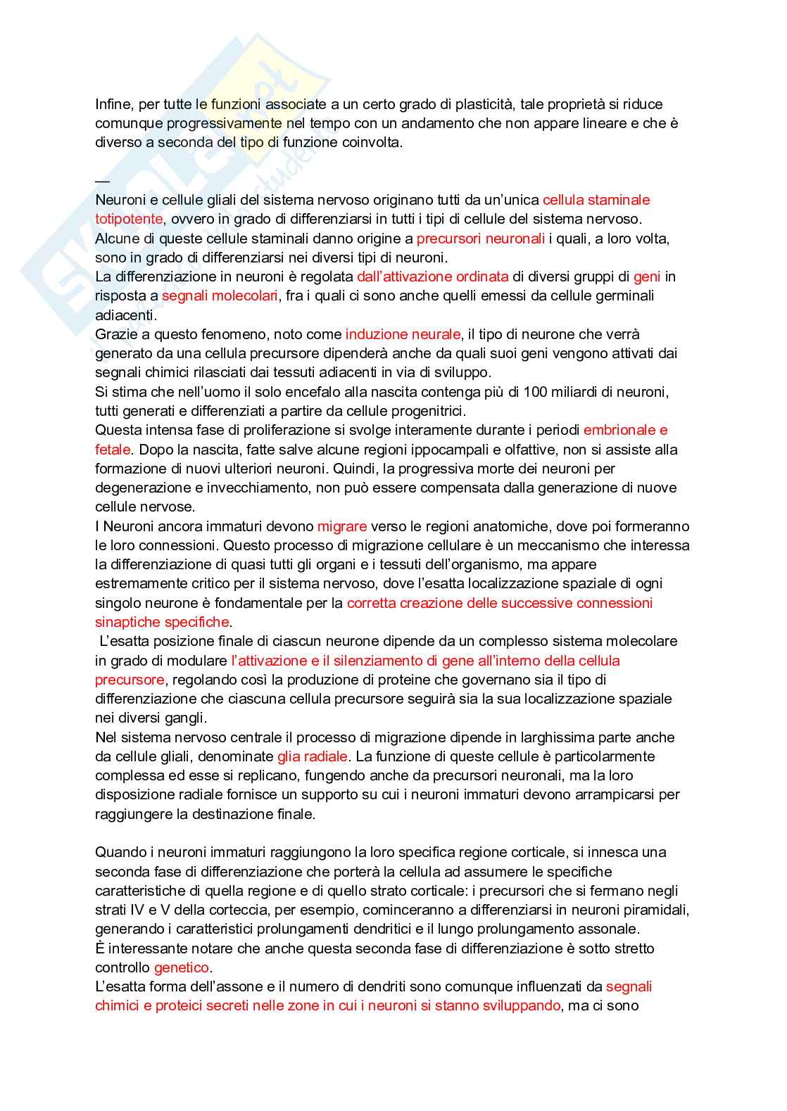 Plasticità cerebrale  Pag. 2