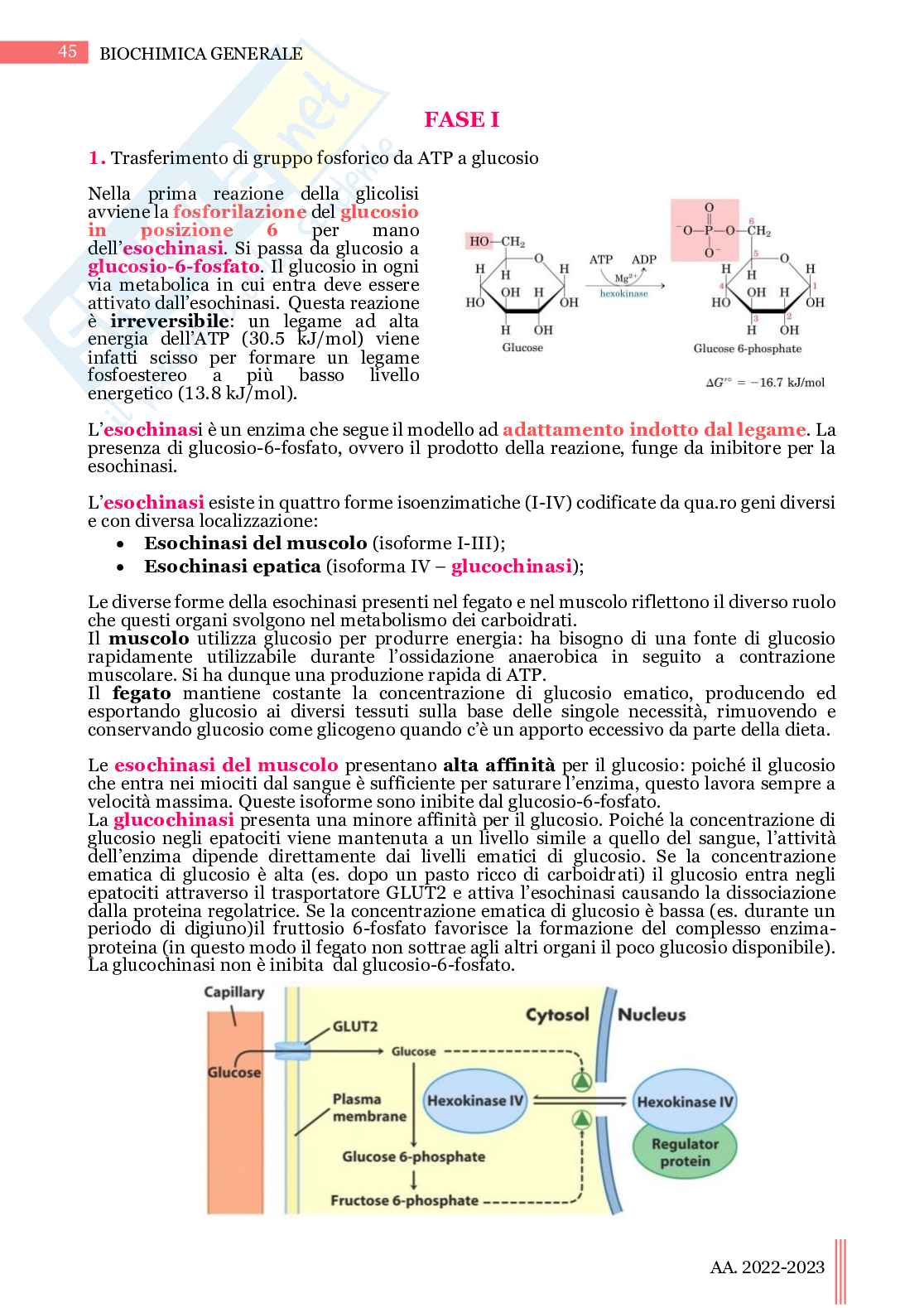 Biochimica generale Pag. 46