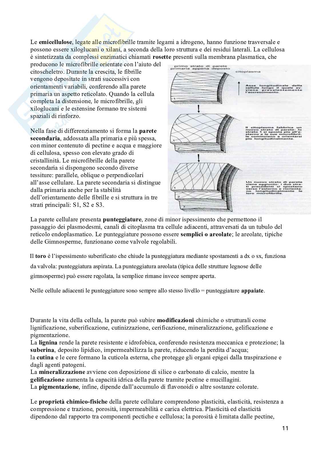 Appunti di Biologia vegetale (3CFU) Pag. 11