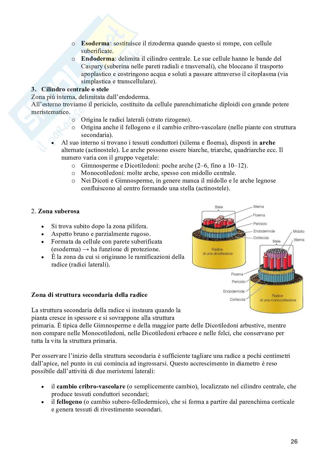 Appunti di Biologia vegetale (3CFU) Pag. 26