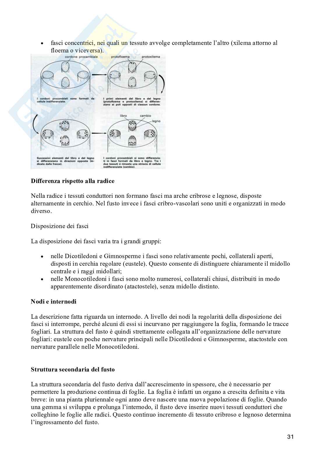 Appunti di Biologia vegetale (3CFU) Pag. 31