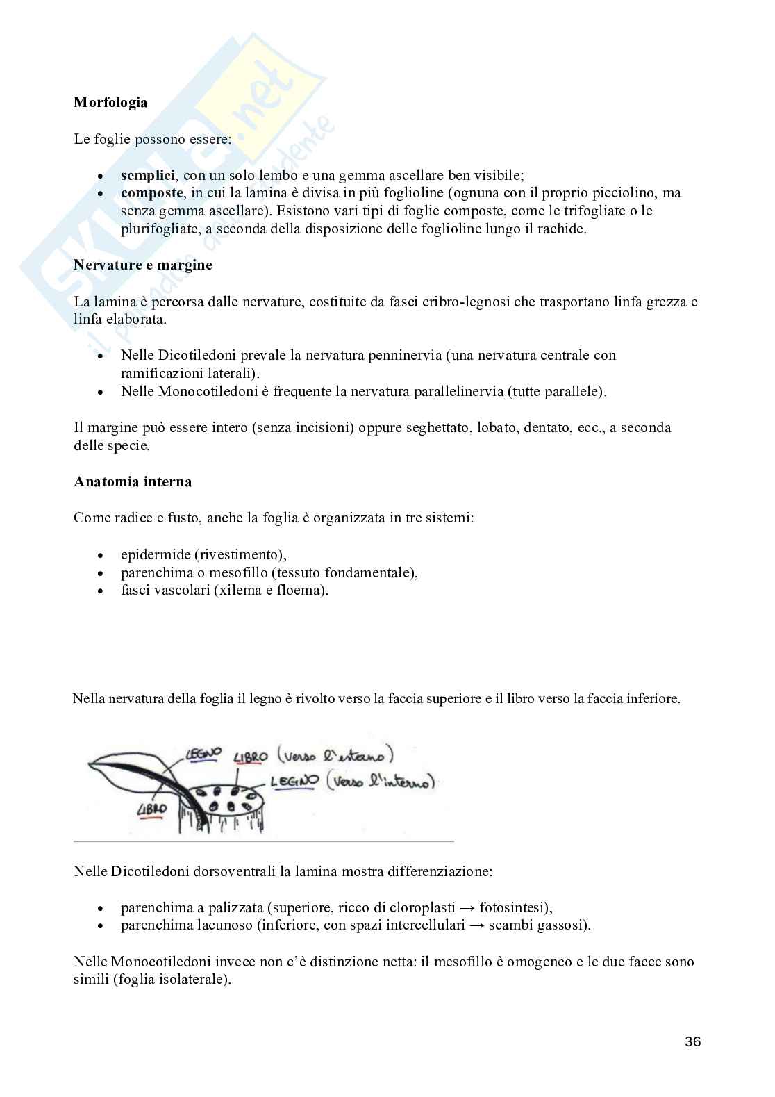 Appunti di Biologia vegetale (3CFU) Pag. 36