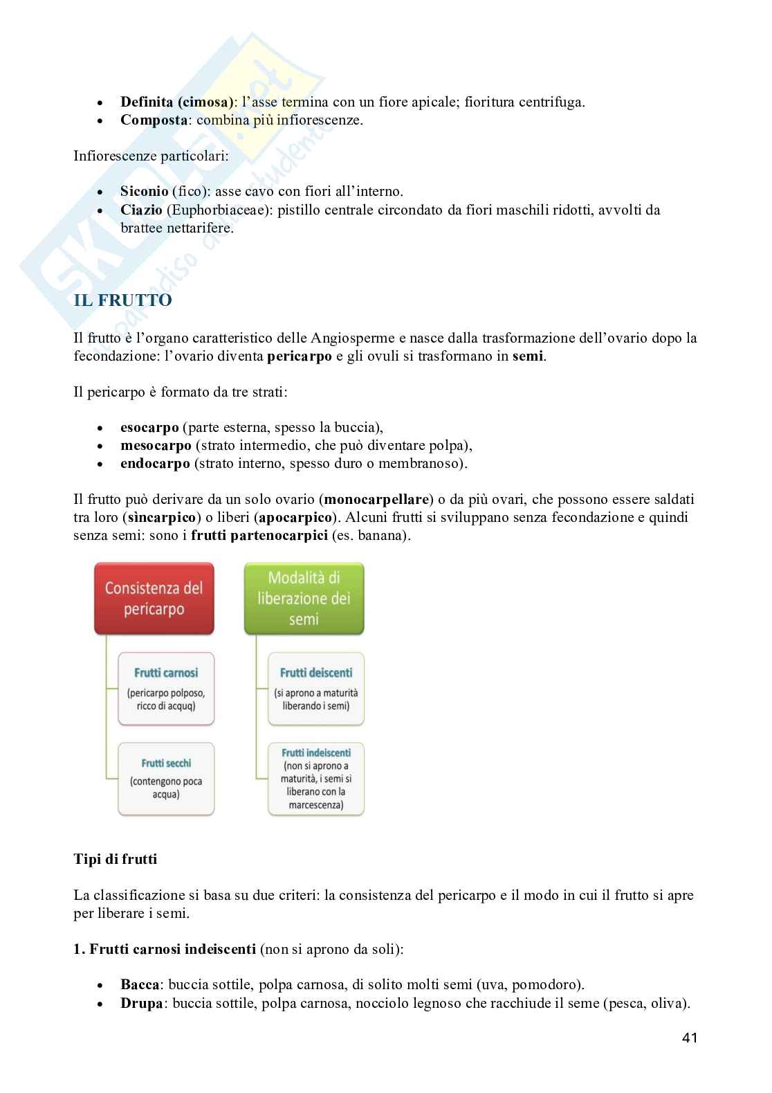 Appunti di Biologia vegetale (3CFU) Pag. 41