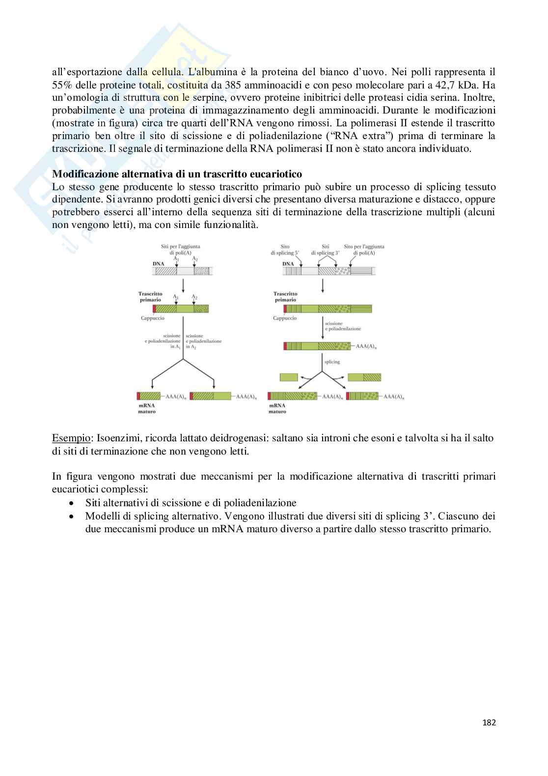 Riassunto esame Biochimica, Prof. Marcocci Lucia, libro consigliato Principi di biochimica, Lehninger  Pag. 36
