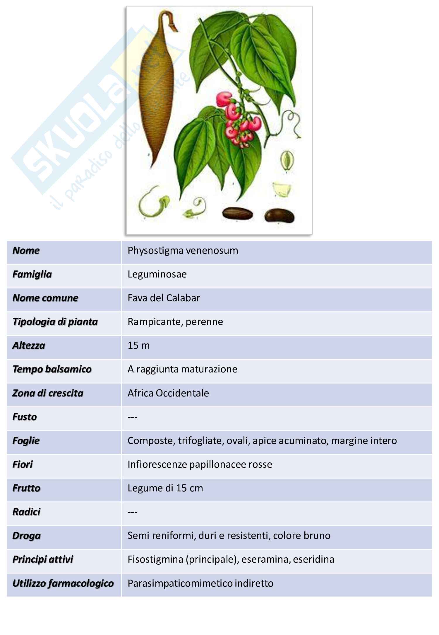 Farmacognosia - Flashcard Pag. 16