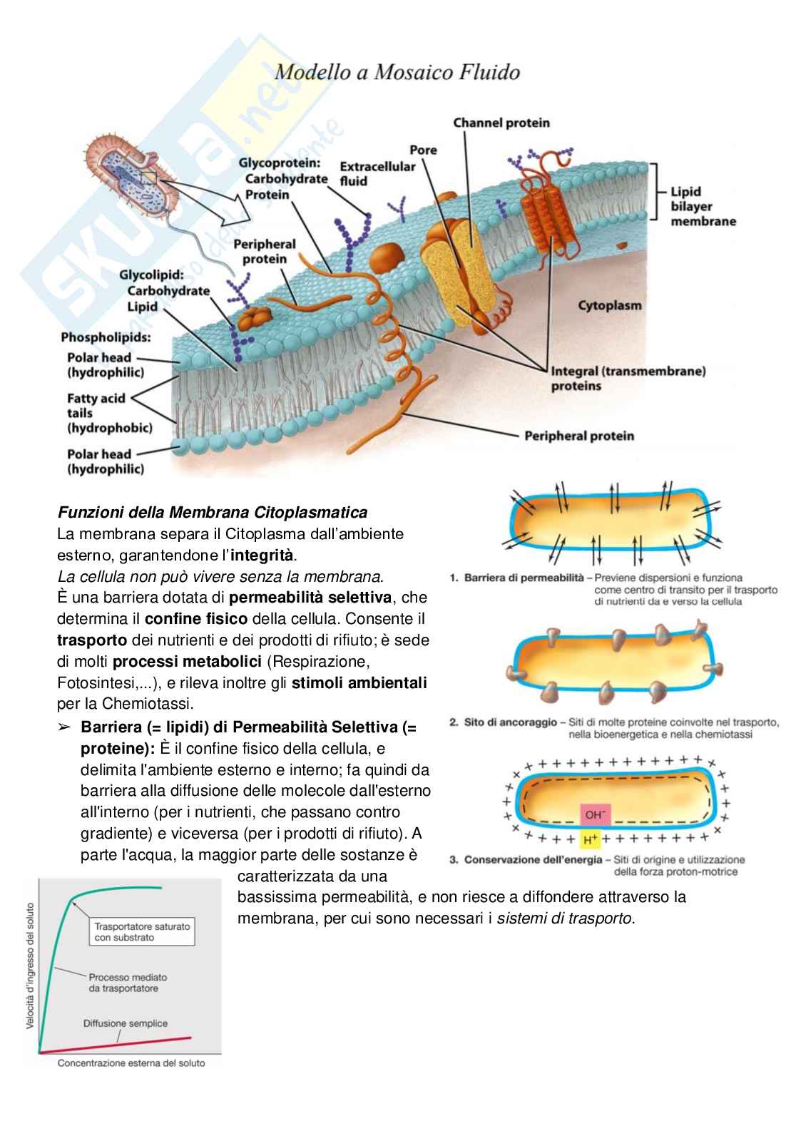 Microbiologia Pag. 26