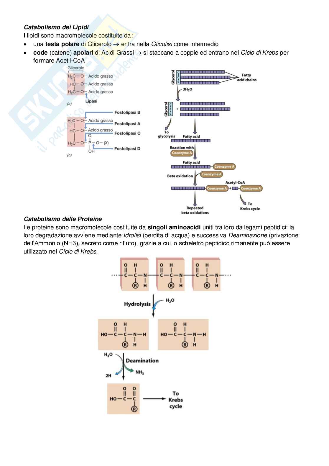 Microbiologia Pag. 66