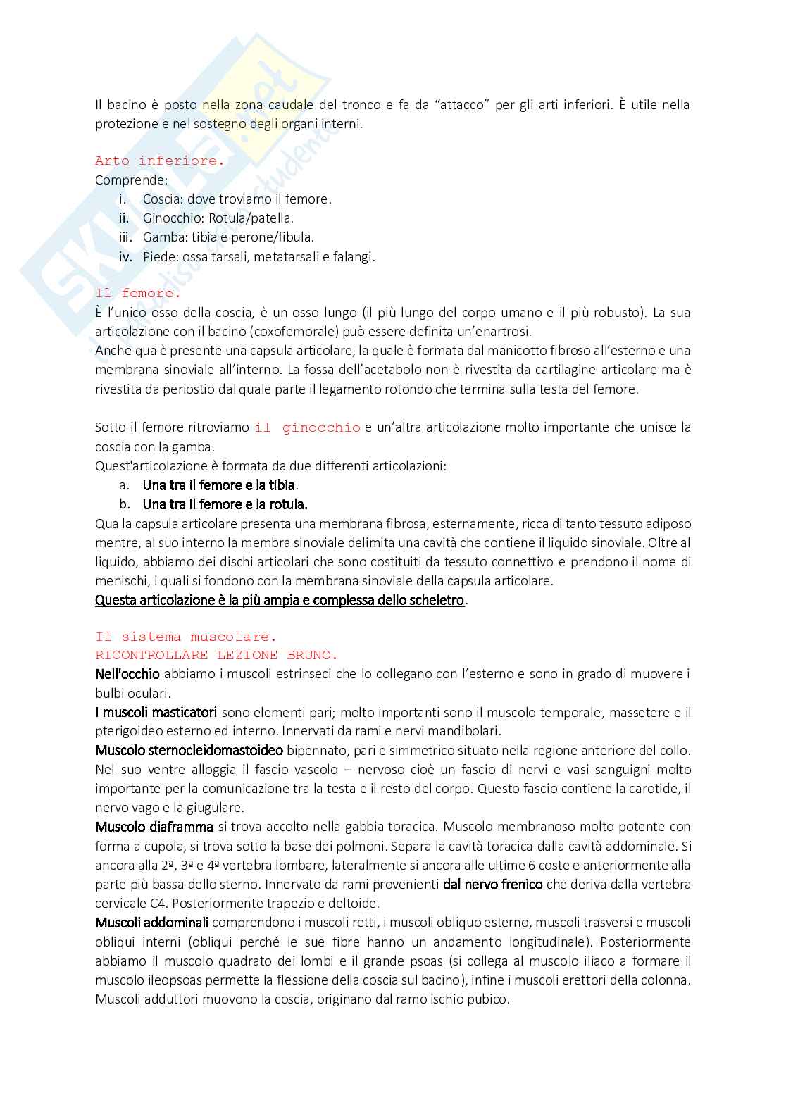 Anatomia Splancnologica o Generale Pag. 11