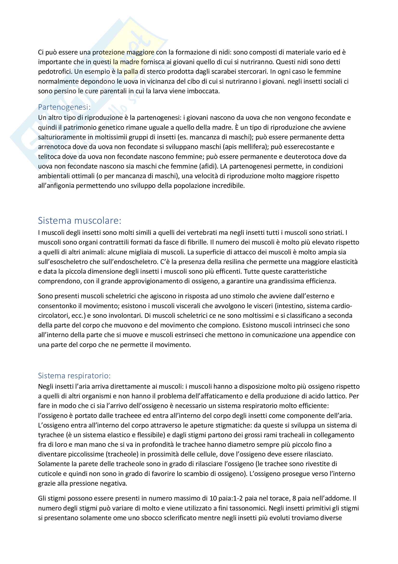 Entomologia Pag. 31