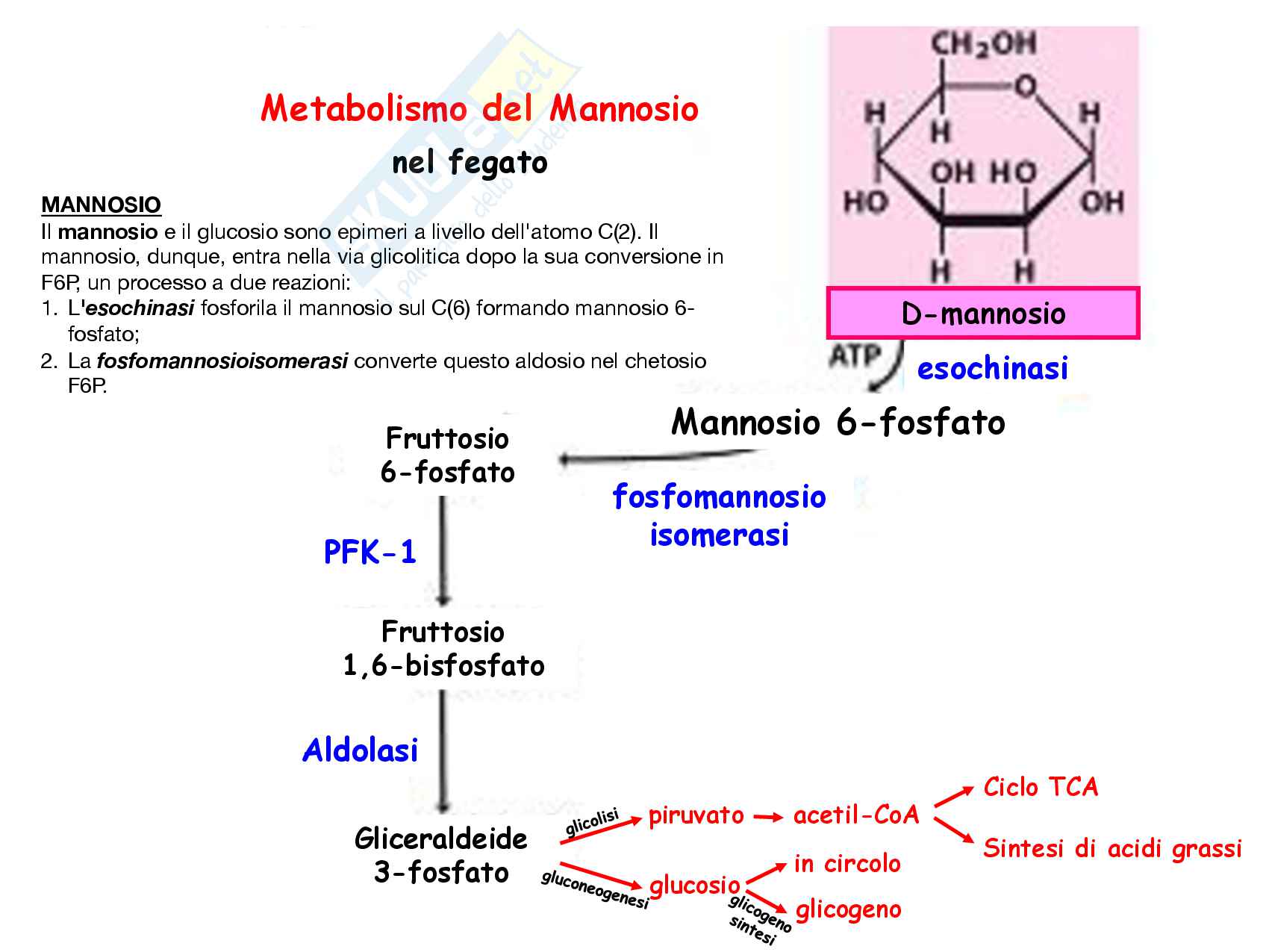4 Metabolismo epatico, Fruttosio, Galattosio e Mannosio Pag. 6