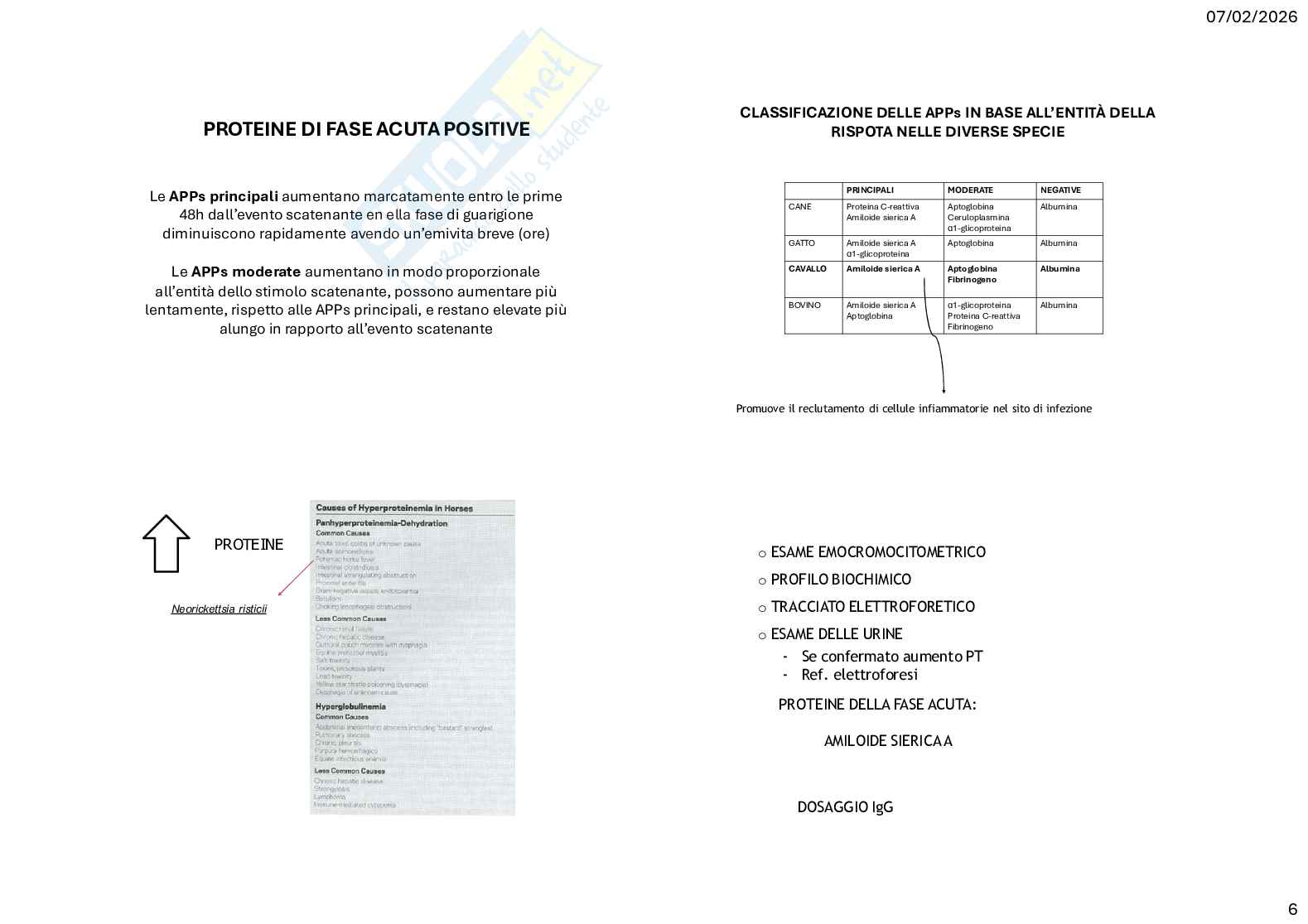 Caso clinico 1 di Clinica medica veterinaria Pag. 6