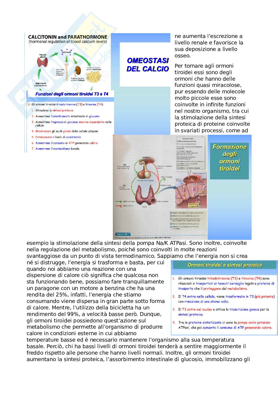 Farmacoterapia 2 - Parte 3 e 4 di 4 sugli ormoni Pag. 2