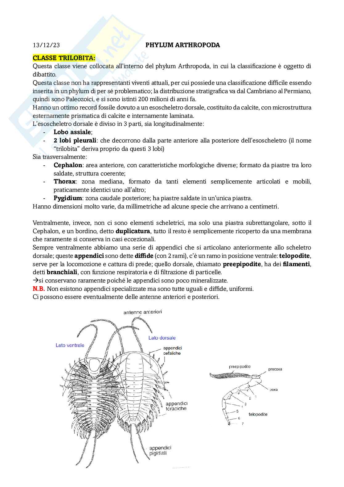 Appunti Paleontologia degli invertebrati Pag. 1