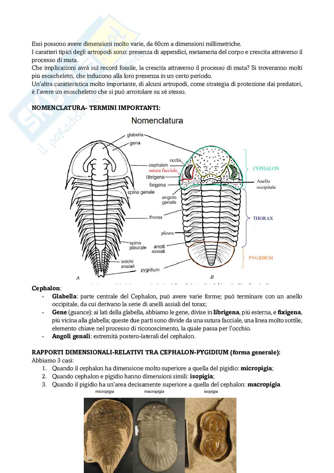 Appunti Paleontologia degli invertebrati Pag. 2
