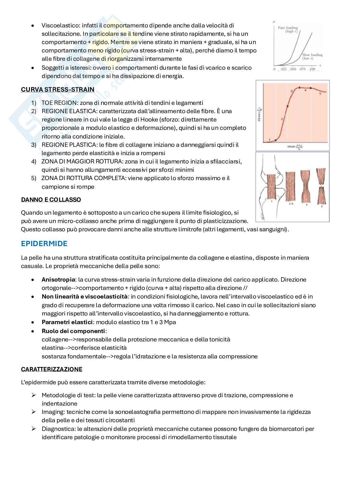 Appunti Biomeccanica sperimentale Pag. 36