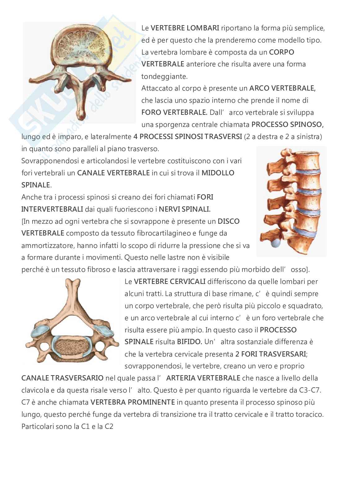 Anatomia - A.A. 2023/2024   Pag. 11