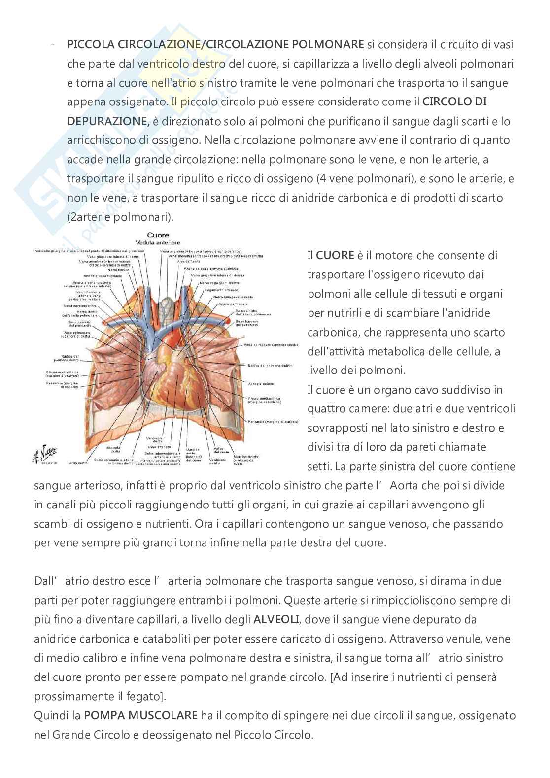 Anatomia - A.A. 2023/2024   Pag. 21