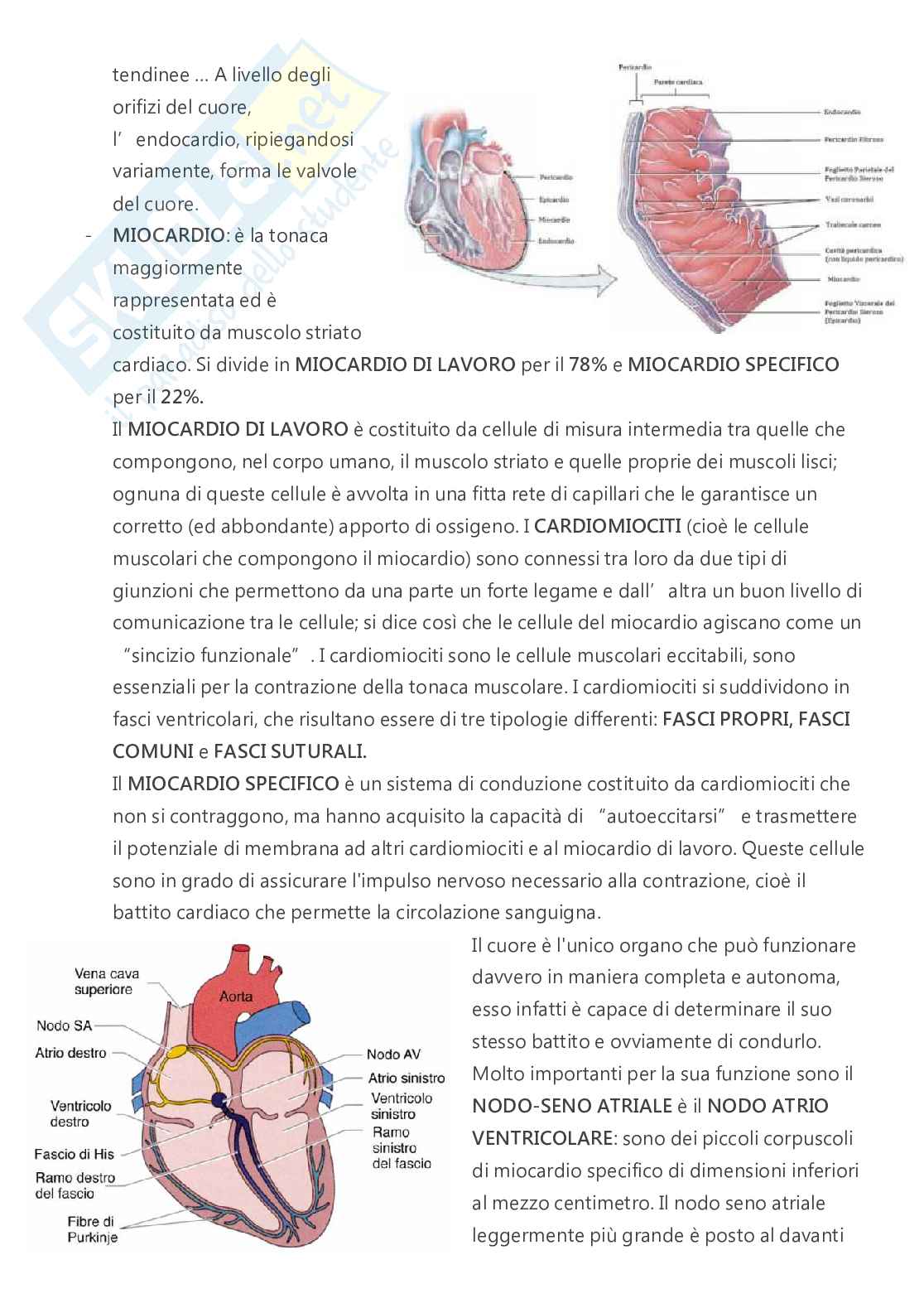 Anatomia - A.A. 2023/2024   Pag. 26
