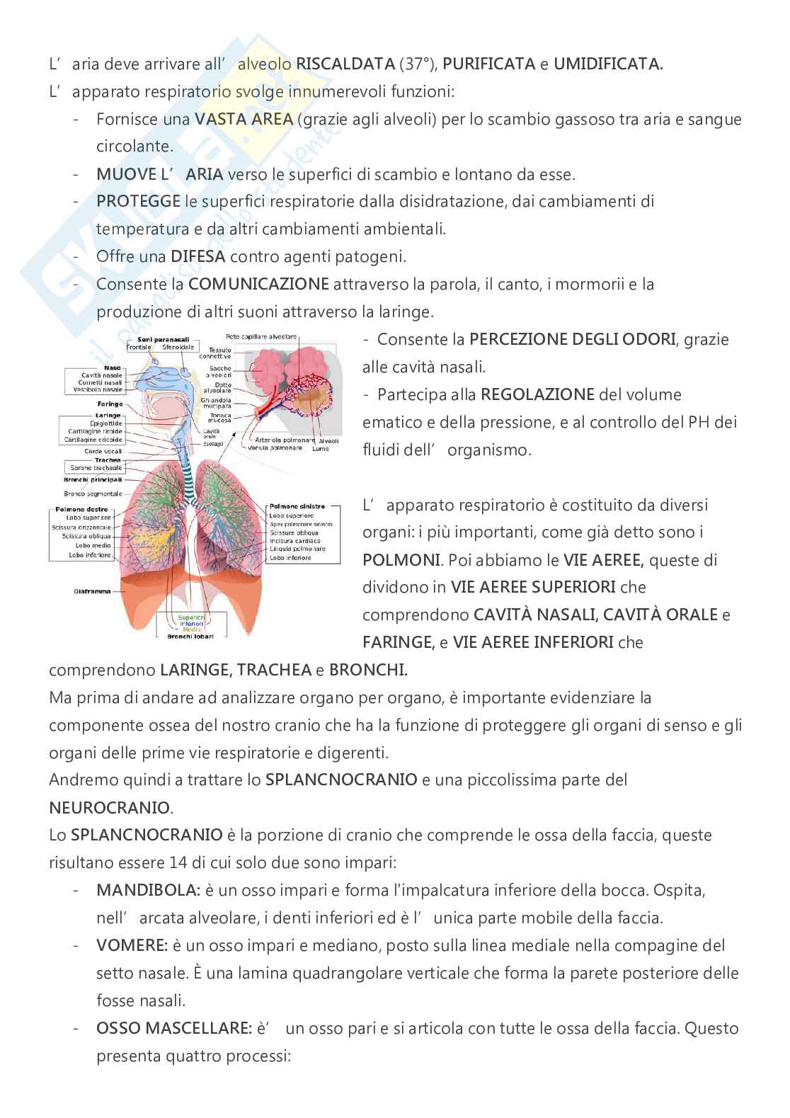 Anatomia - A.A. 2023/2024   Pag. 31