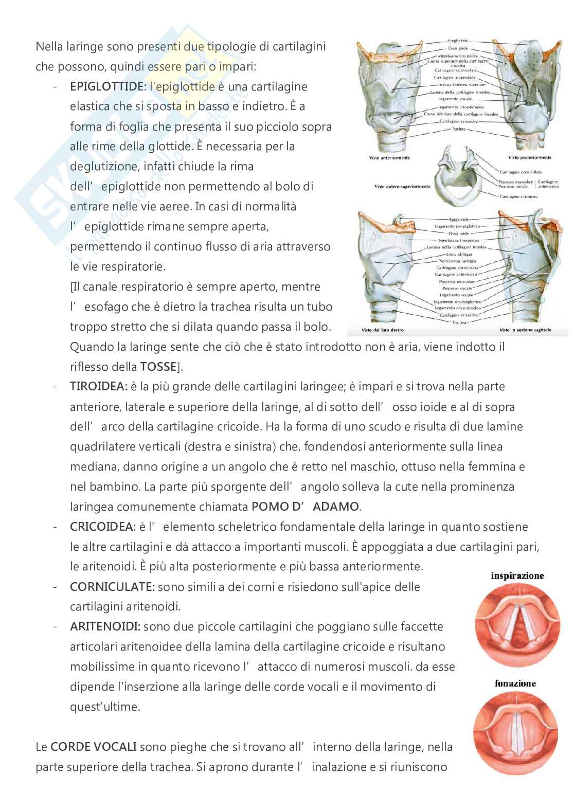 Anatomia - A.A. 2023/2024   Pag. 36