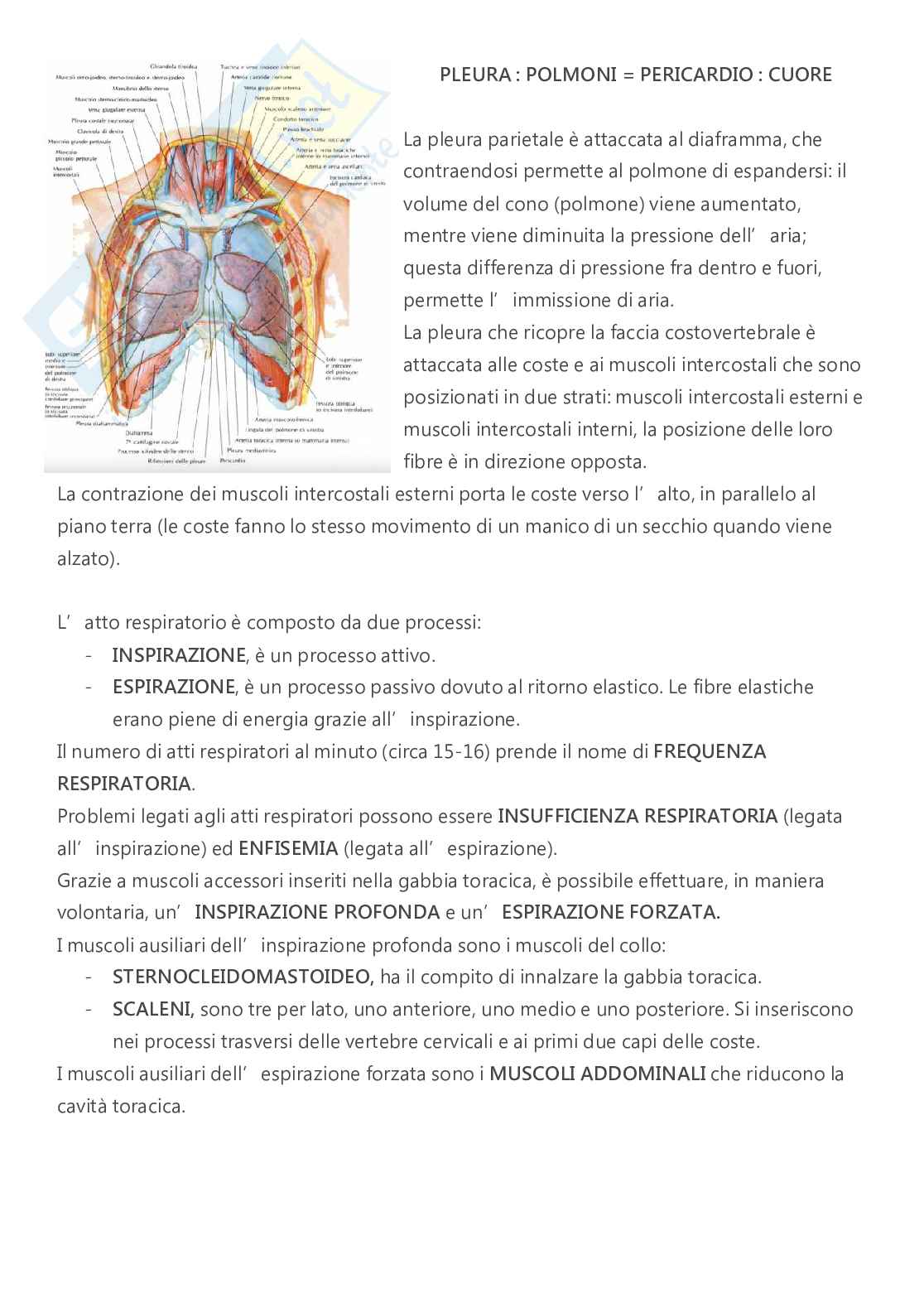 Anatomia - A.A. 2023/2024   Pag. 41