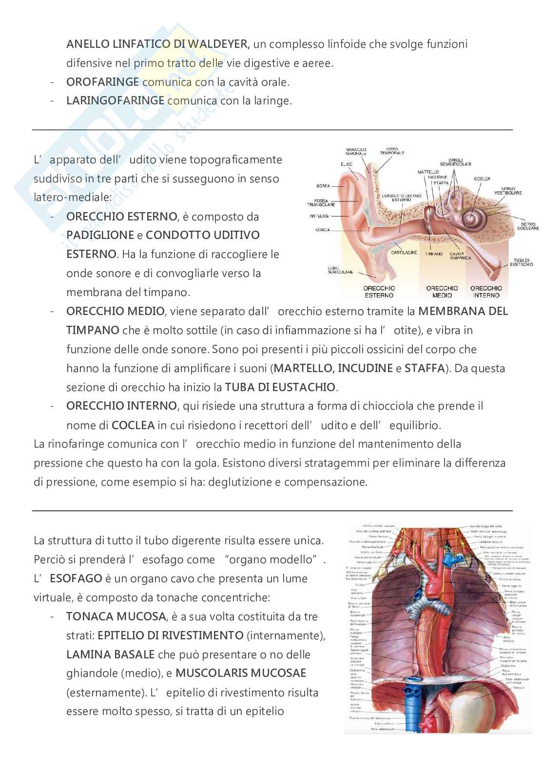 Anatomia - A.A. 2023/2024   Pag. 46