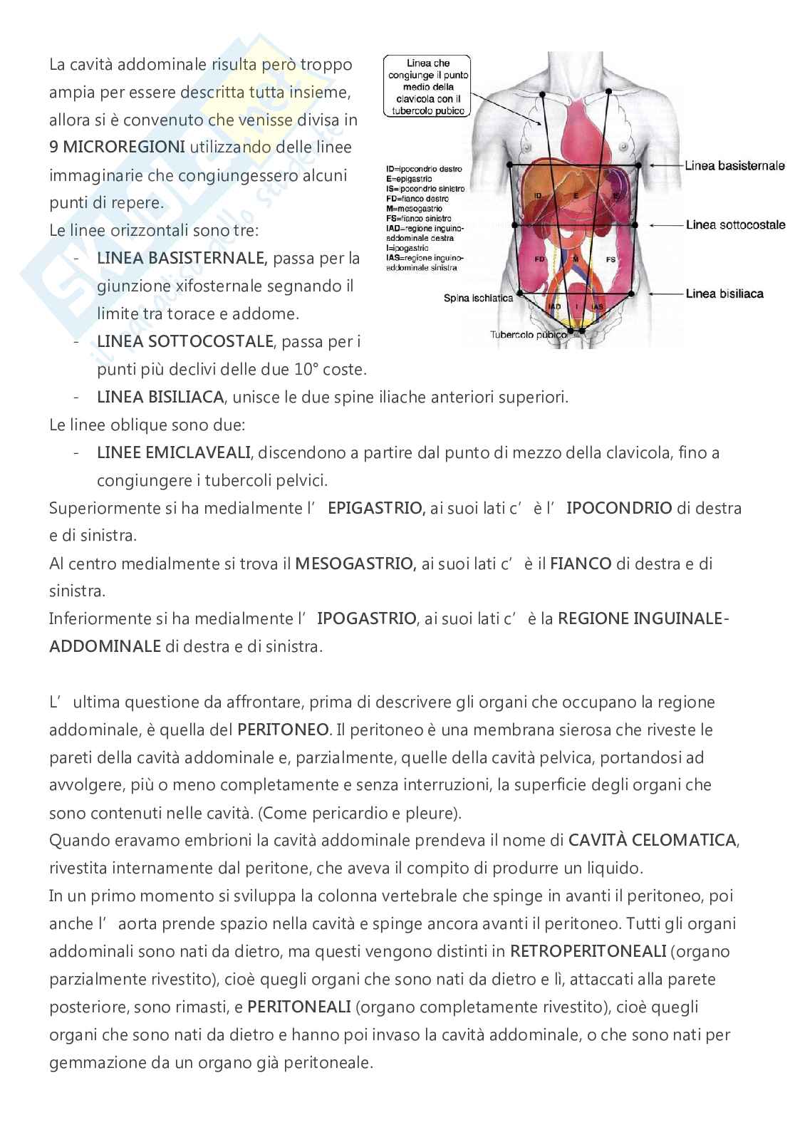 Anatomia - A.A. 2023/2024   Pag. 51