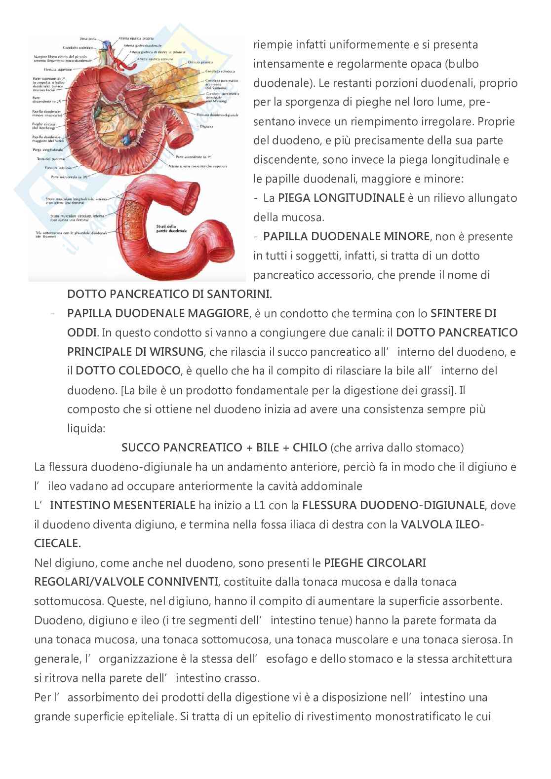 Anatomia - A.A. 2023/2024   Pag. 56