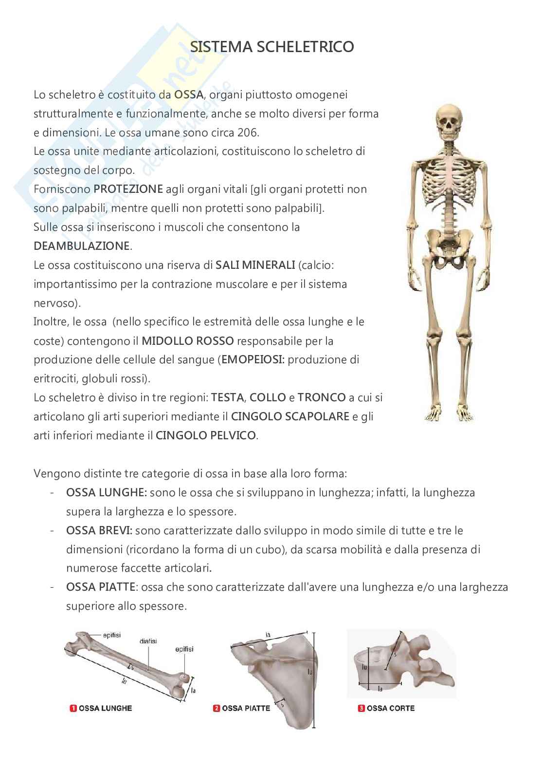 Anatomia - A.A. 2023/2024   Pag. 6