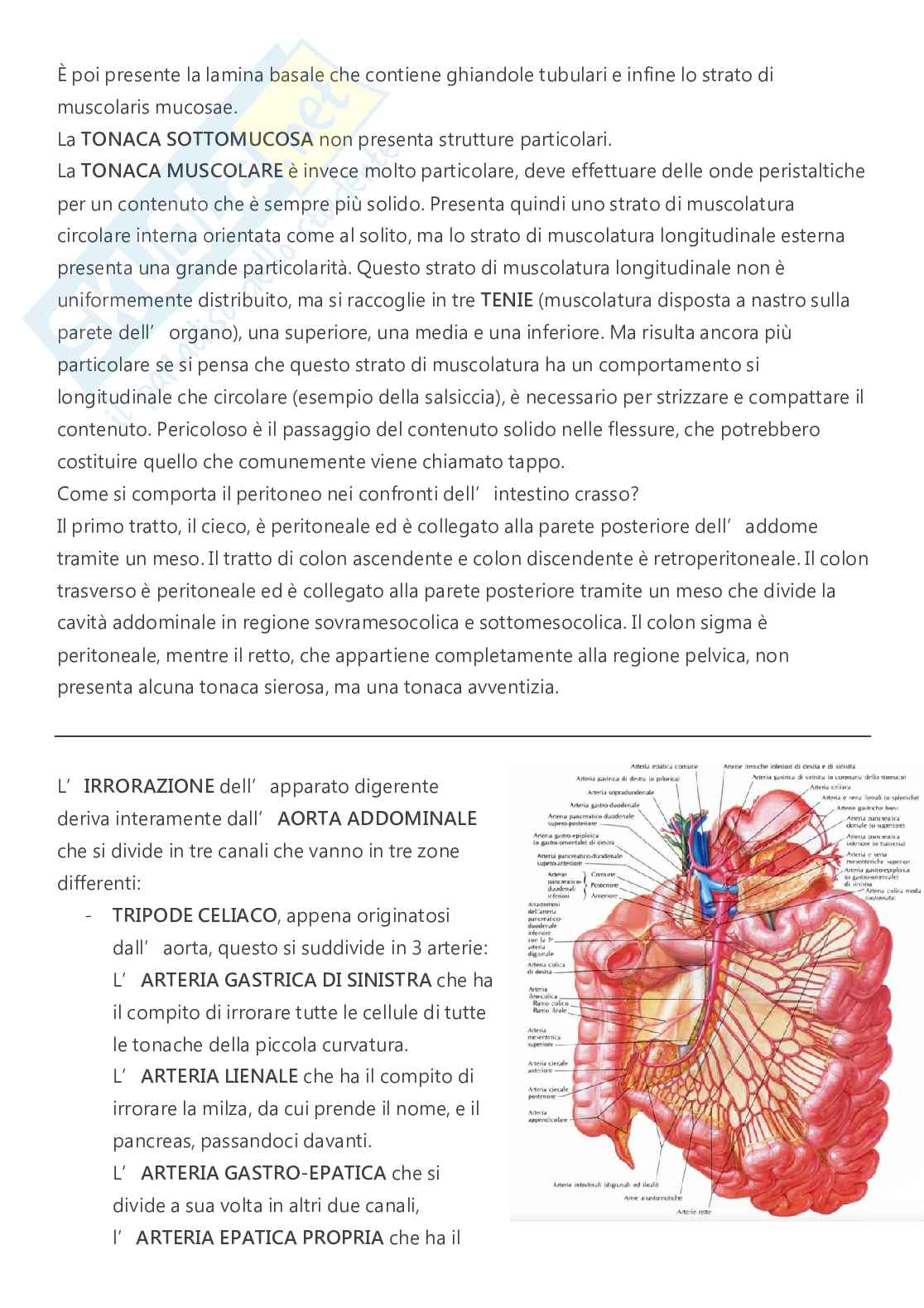 Anatomia - A.A. 2023/2024   Pag. 61