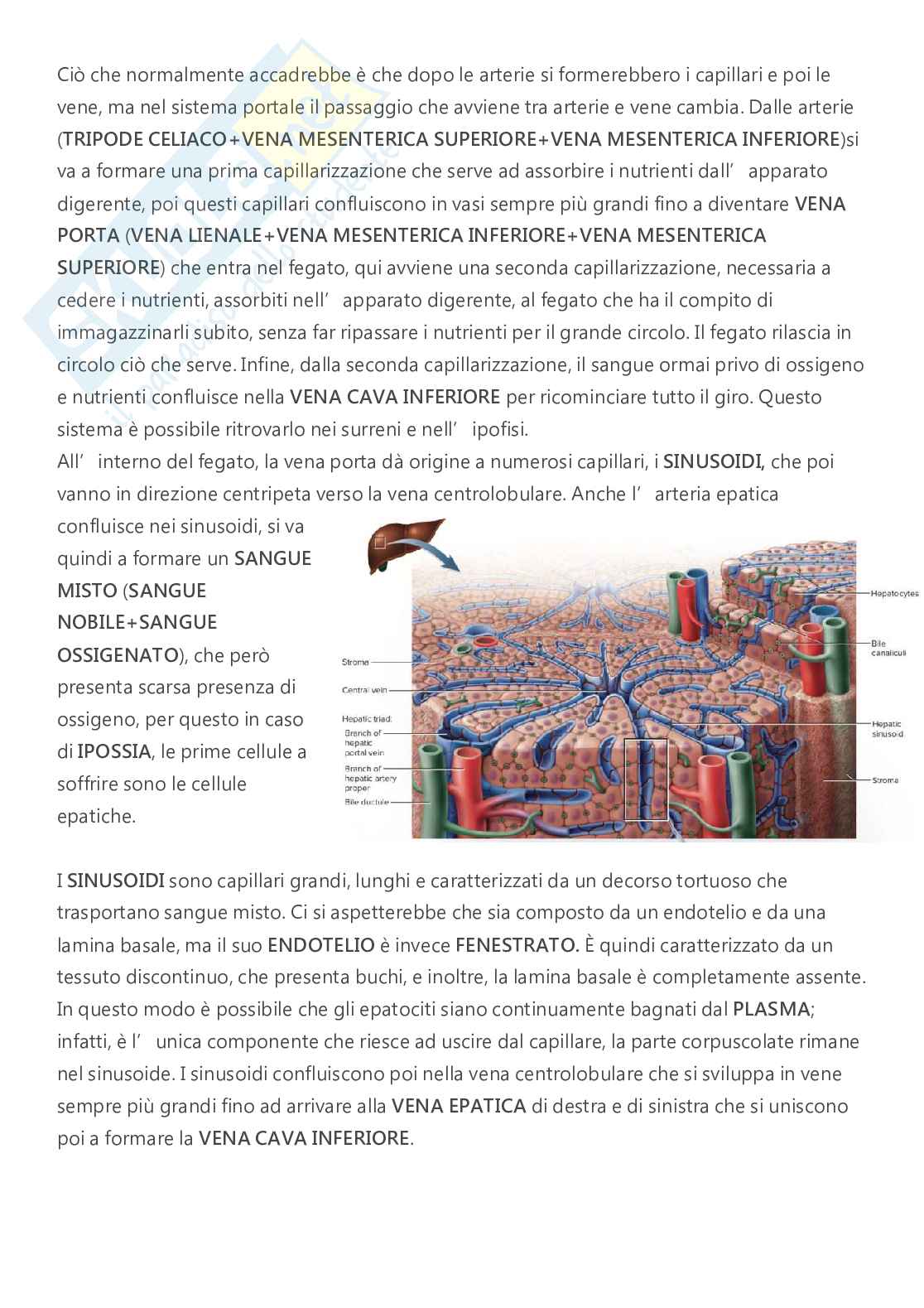Anatomia - A.A. 2023/2024   Pag. 66