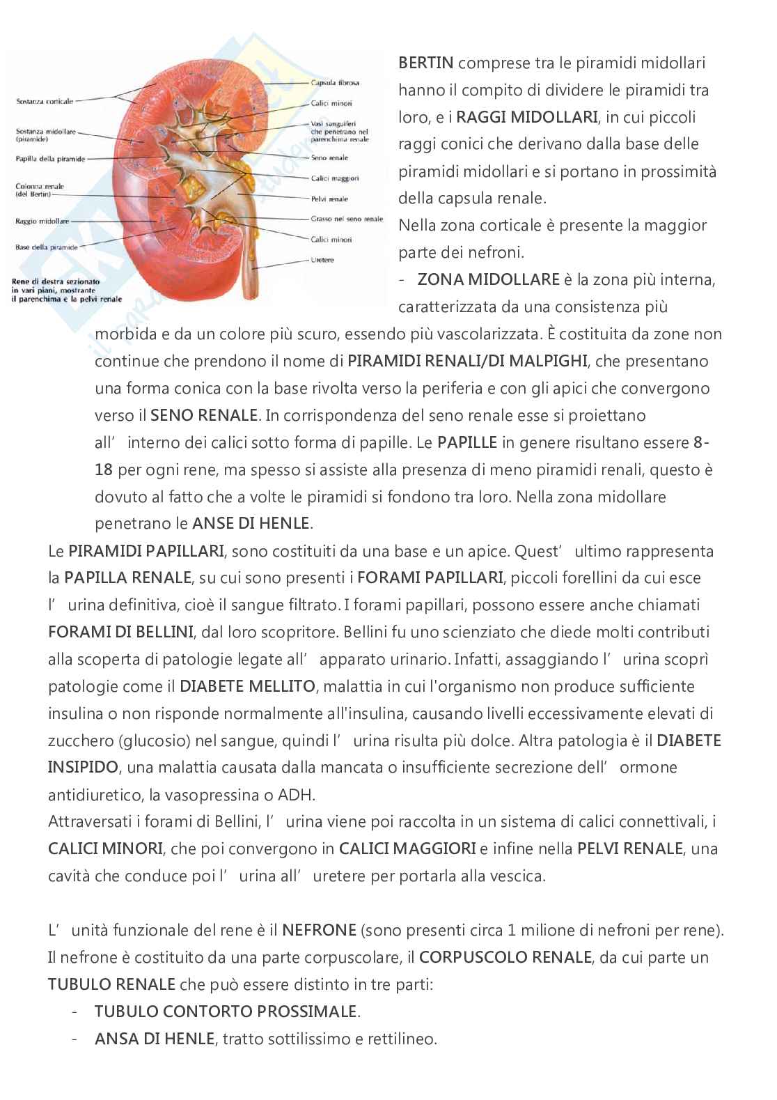 Anatomia - A.A. 2023/2024   Pag. 71