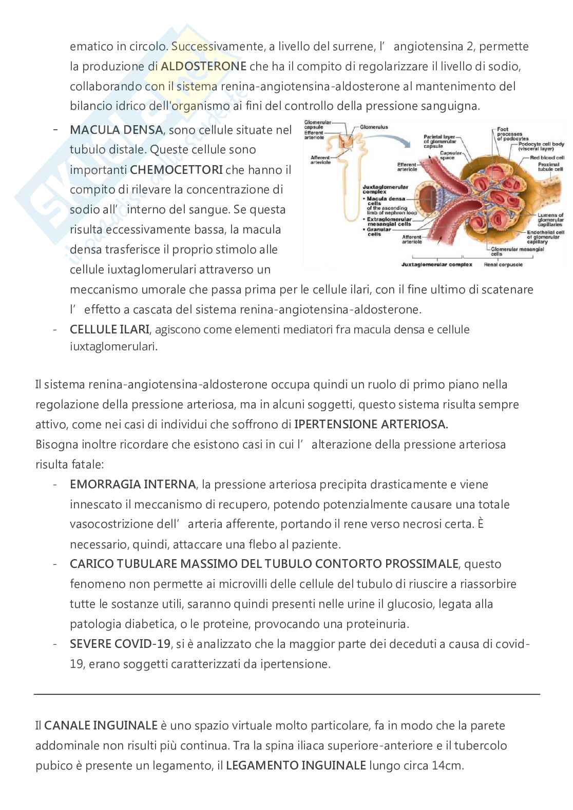 Anatomia - A.A. 2023/2024   Pag. 76