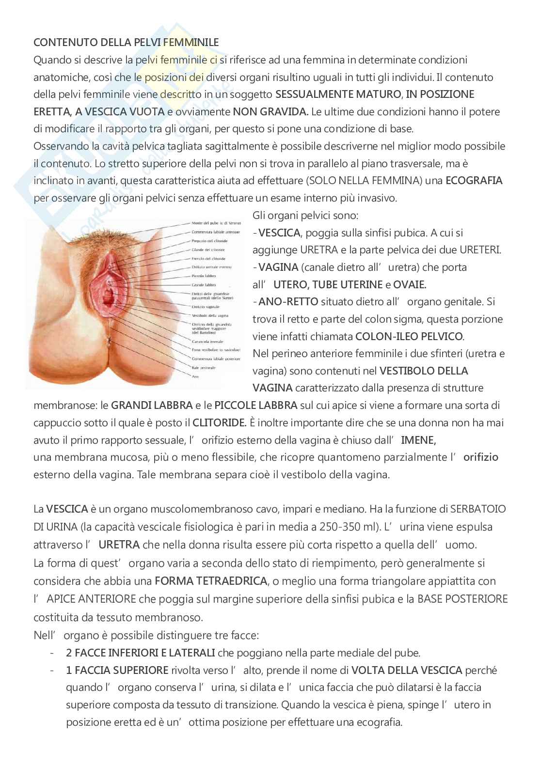 Anatomia - A.A. 2023/2024   Pag. 81