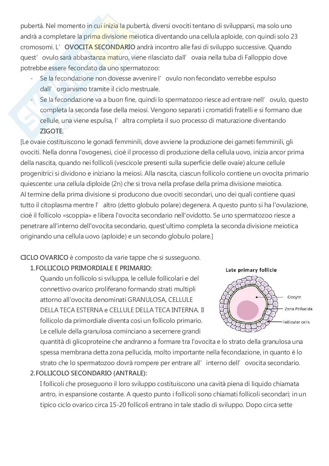 Anatomia - A.A. 2023/2024   Pag. 86