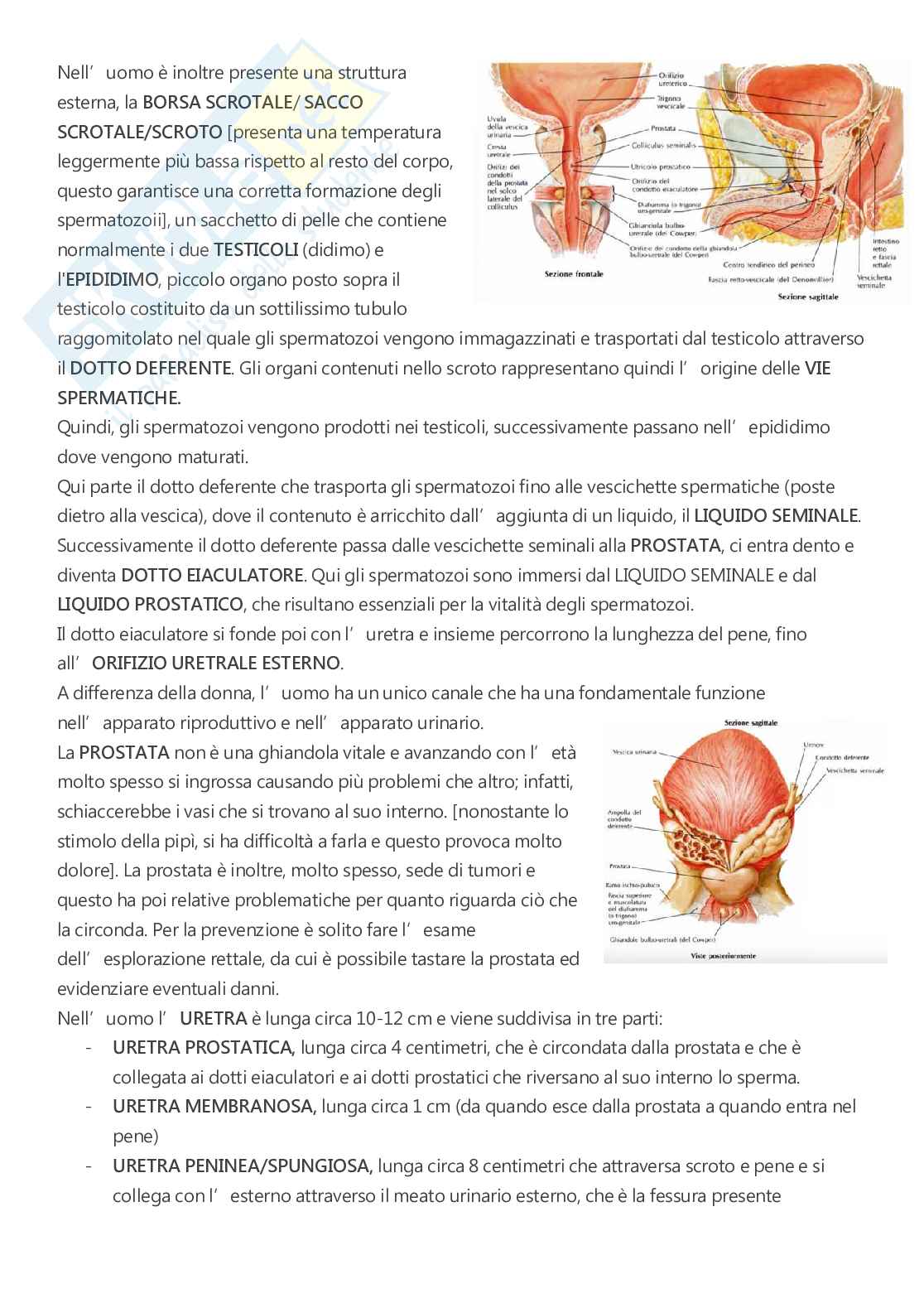 Anatomia - A.A. 2023/2024   Pag. 91