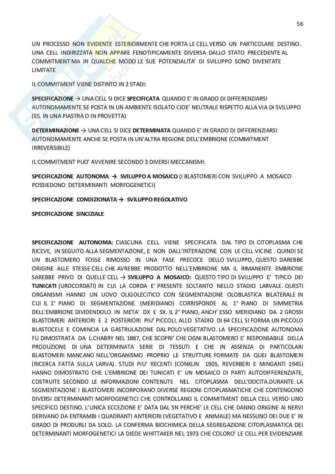 Biologia dello sviluppo  Pag. 56