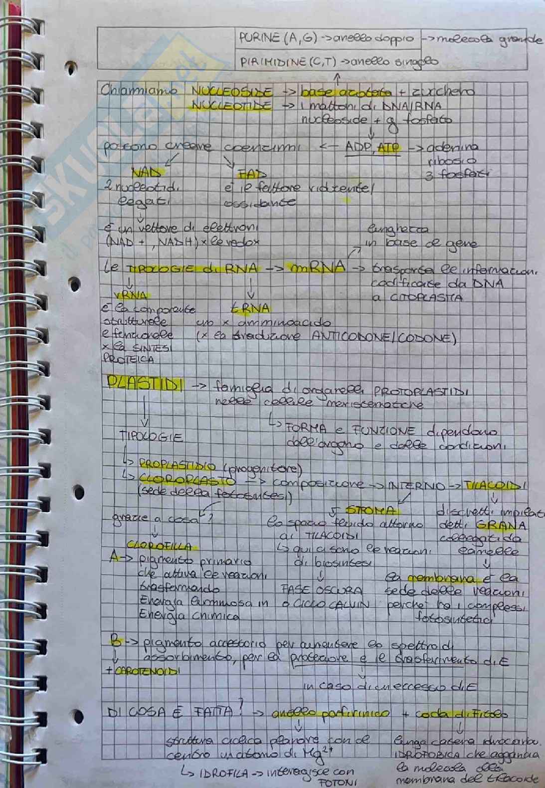 Appunti su esame di Botanica farmaceutica  Pag. 11