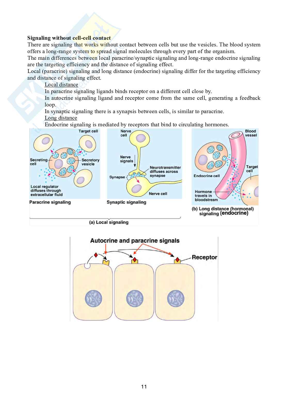 Biologia dello sviluppo Pag. 11